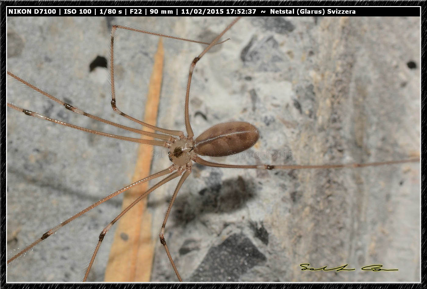 Pholcus phalangioides - Glarus (Svizzera)